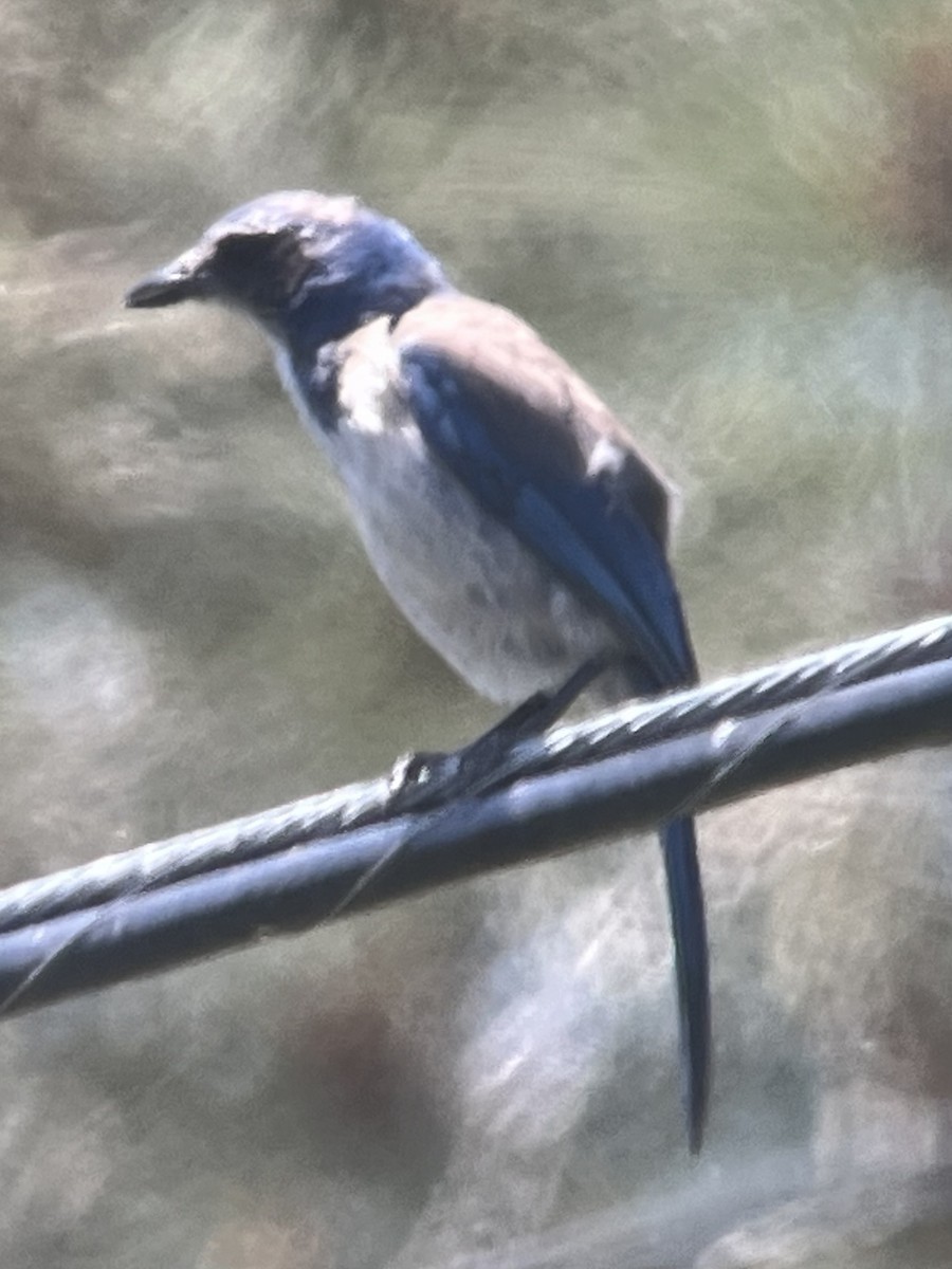 California Scrub-Jay - ML637728020