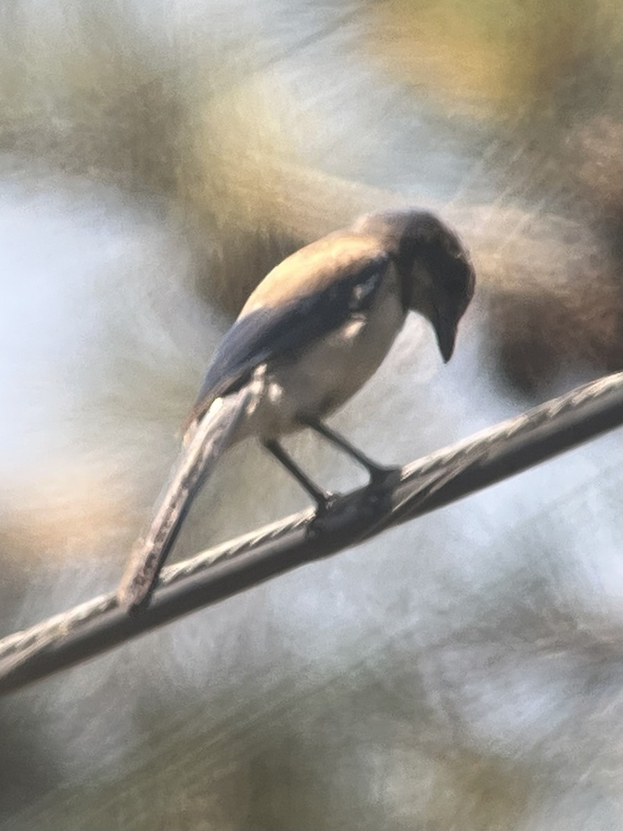California Scrub-Jay - ML637728021