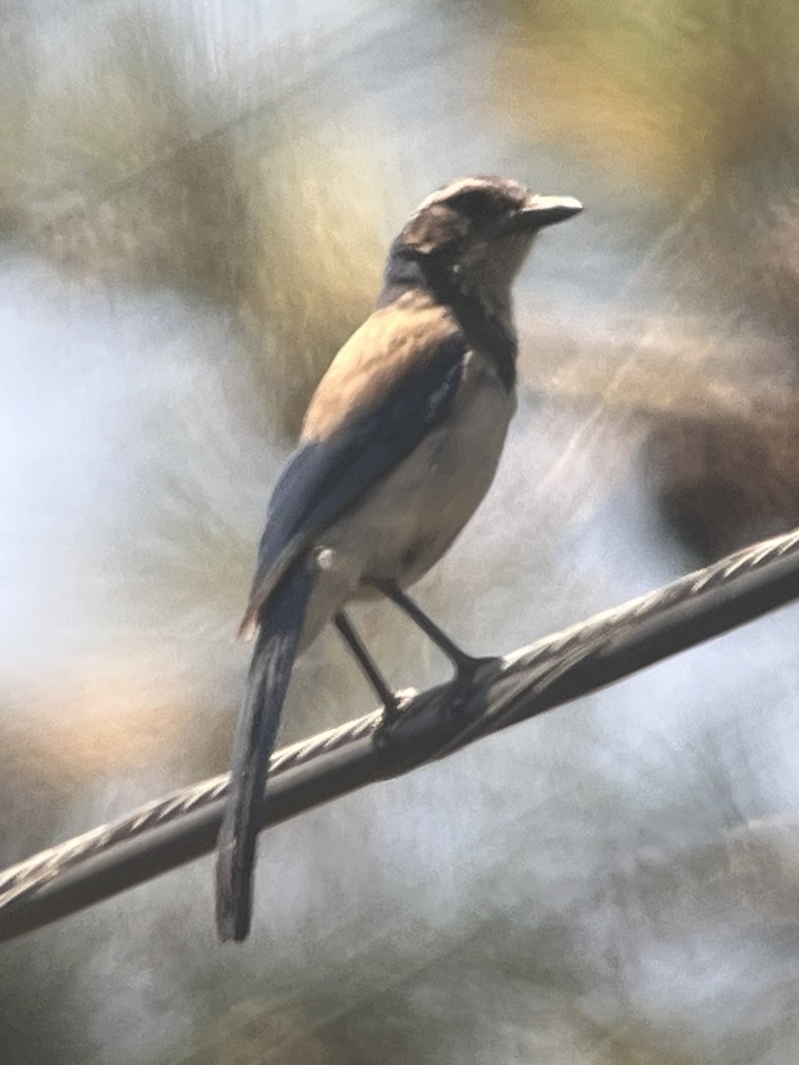 California Scrub-Jay - ML637728022