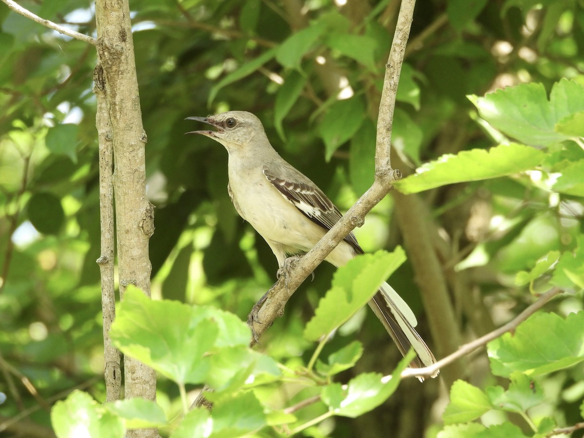Northern Mockingbird - ML637728023