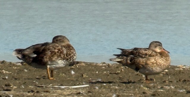 Gadwall - ML637728024