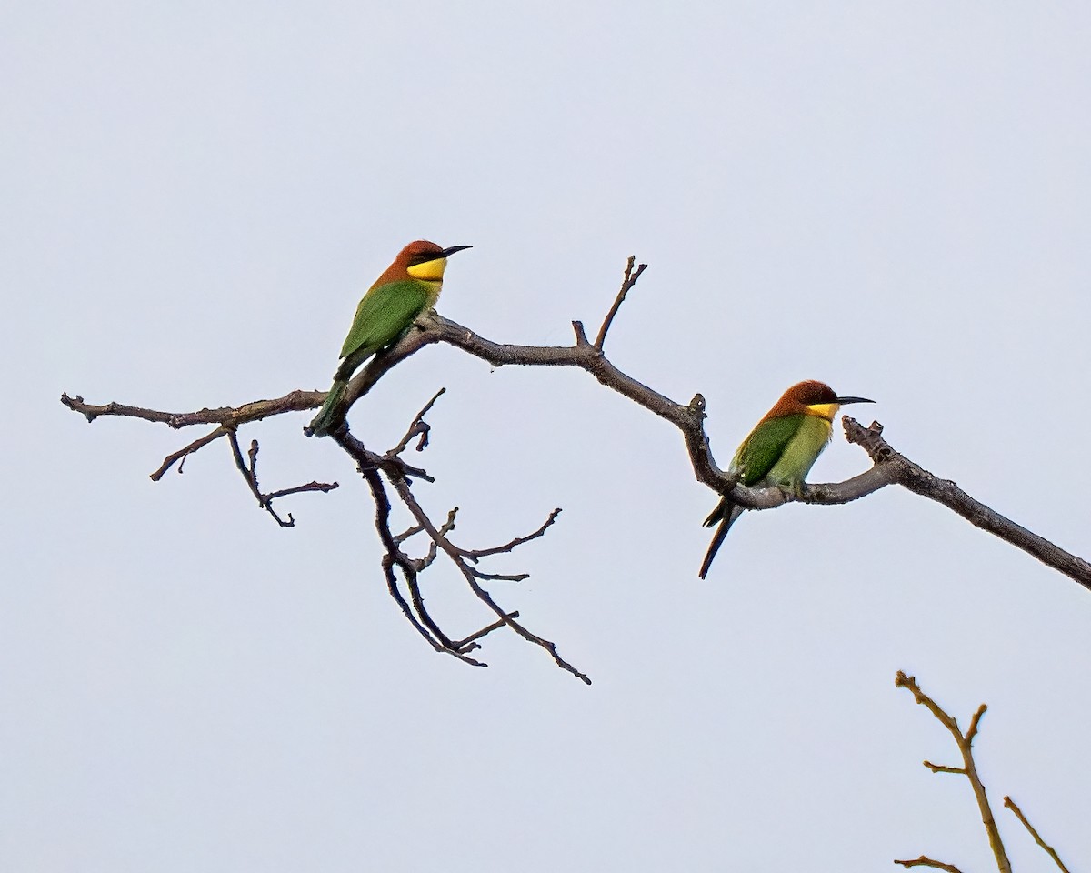 Chestnut-headed Bee-eater - ML637728025