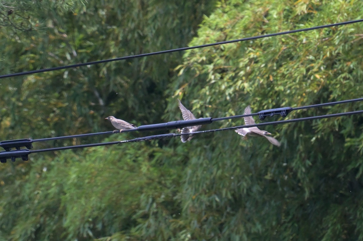 White-cheeked Starling - ML637728026