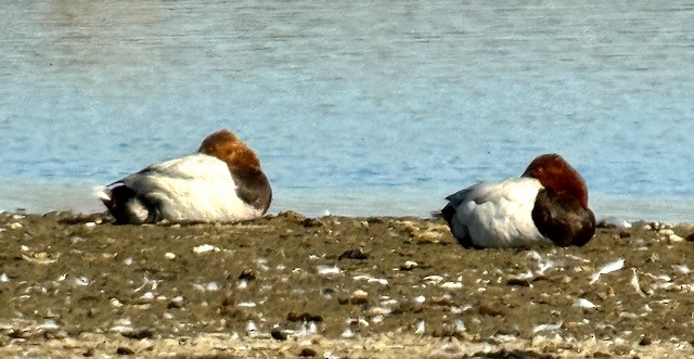 Canvasback - ML637728028