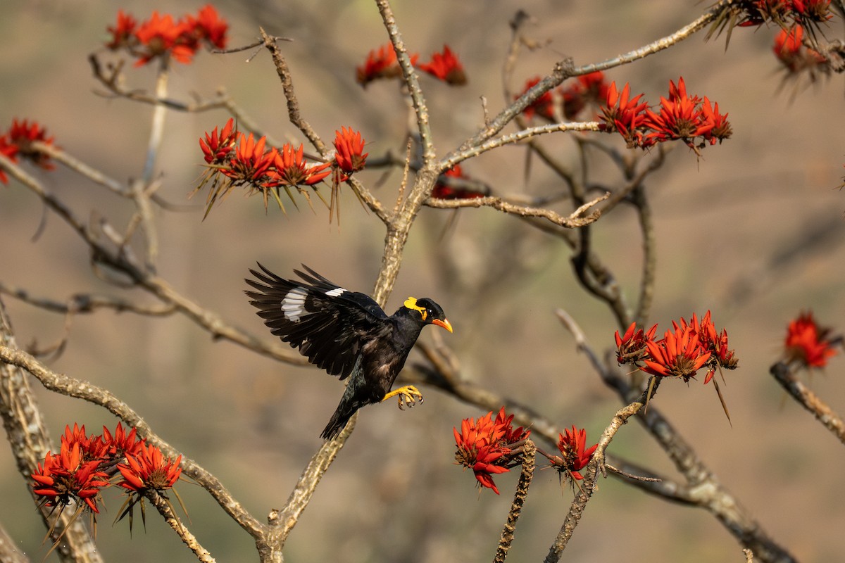 Common Hill Myna - ML637728029