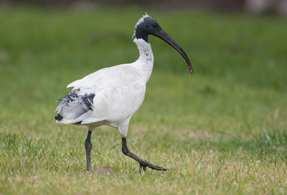 Australian Ibis - ML637728031