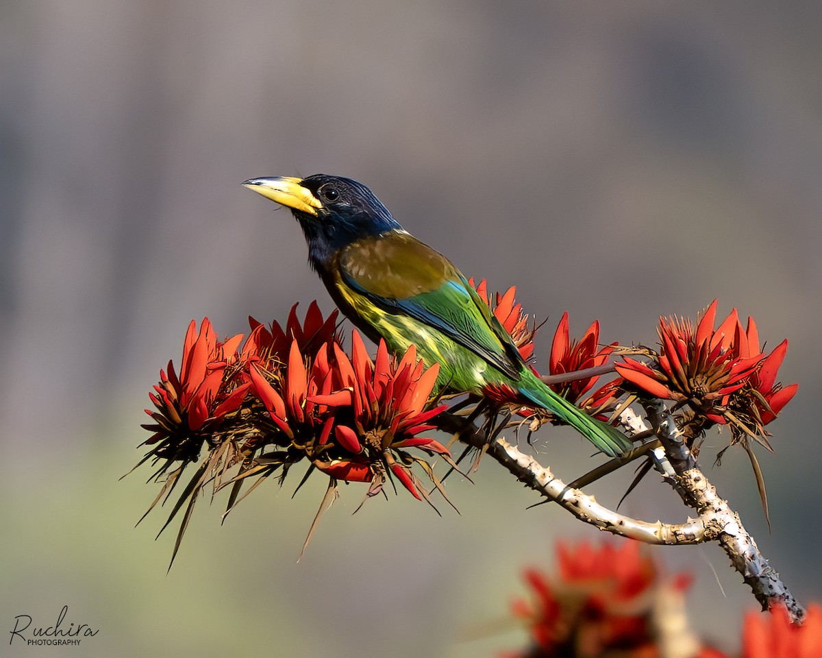 Great Barbet - ML637728032