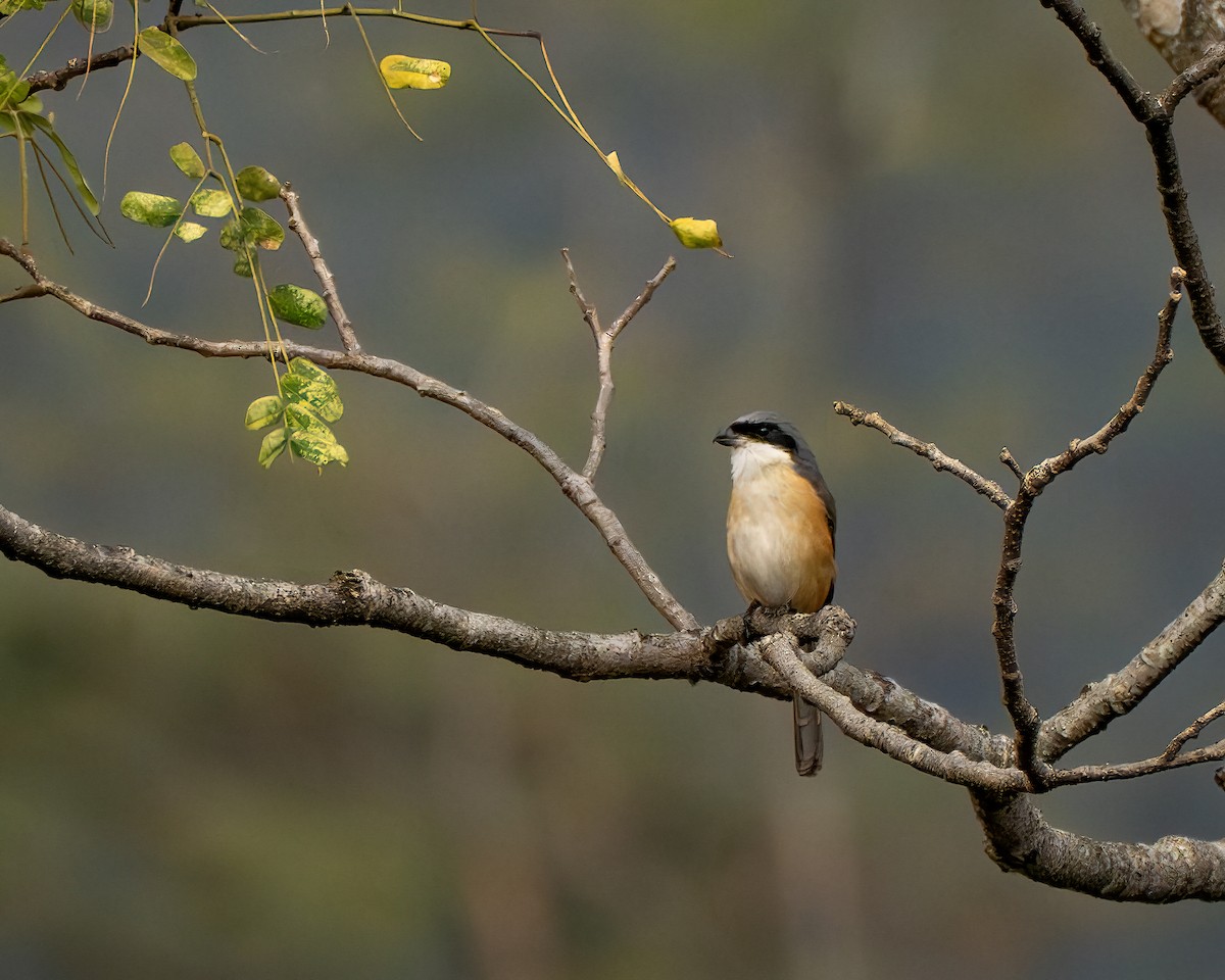 Gray-backed Shrike - ML637728038