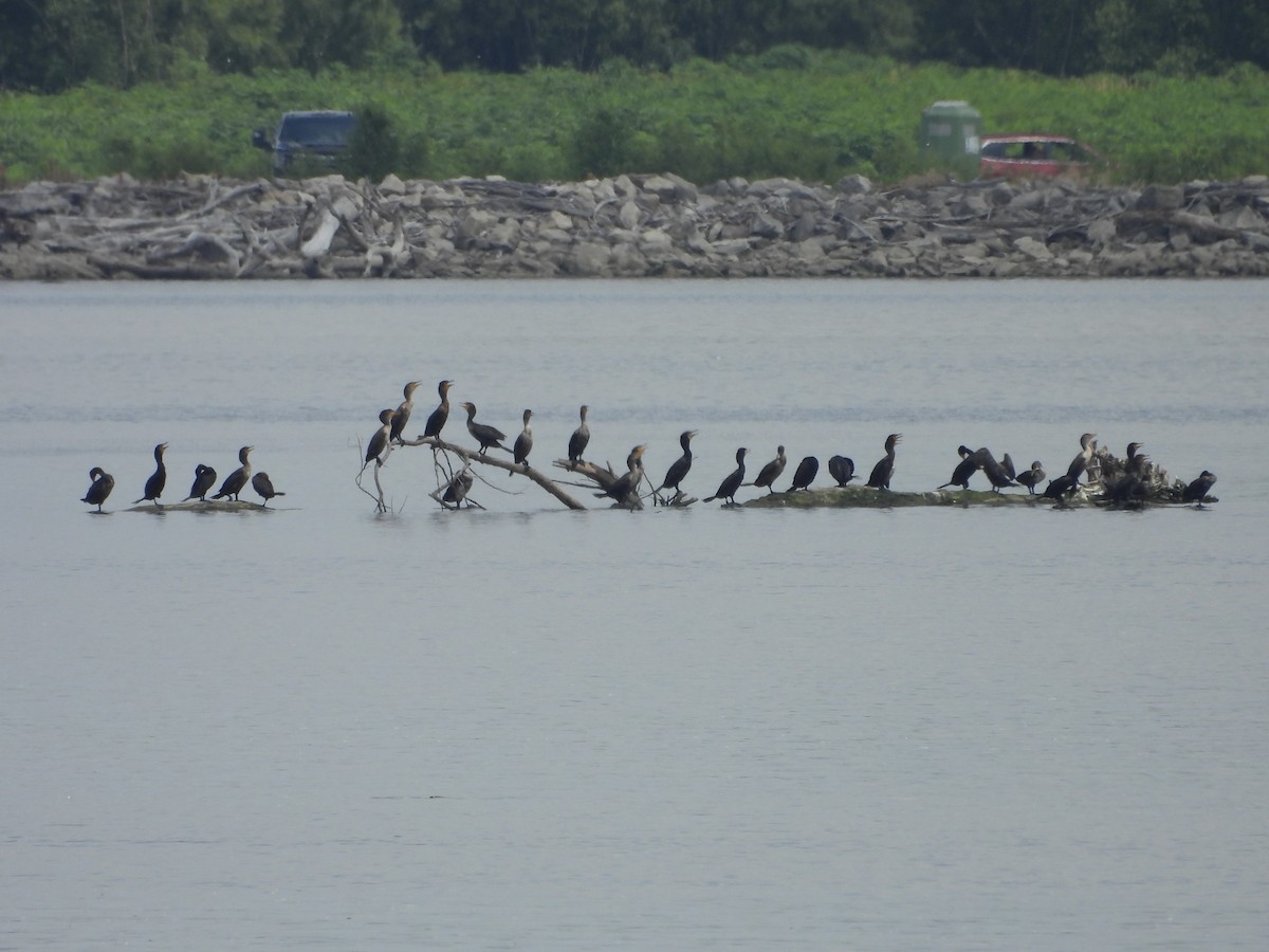 Double-crested Cormorant - ML637728041