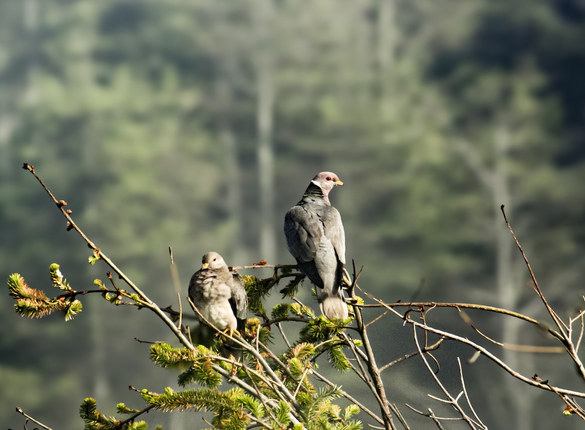 Band-tailed Pigeon - ML637728108