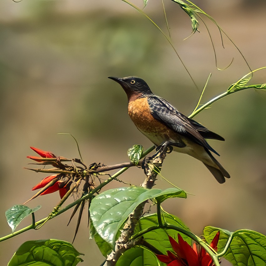 Spot-winged Starling - ML637728131