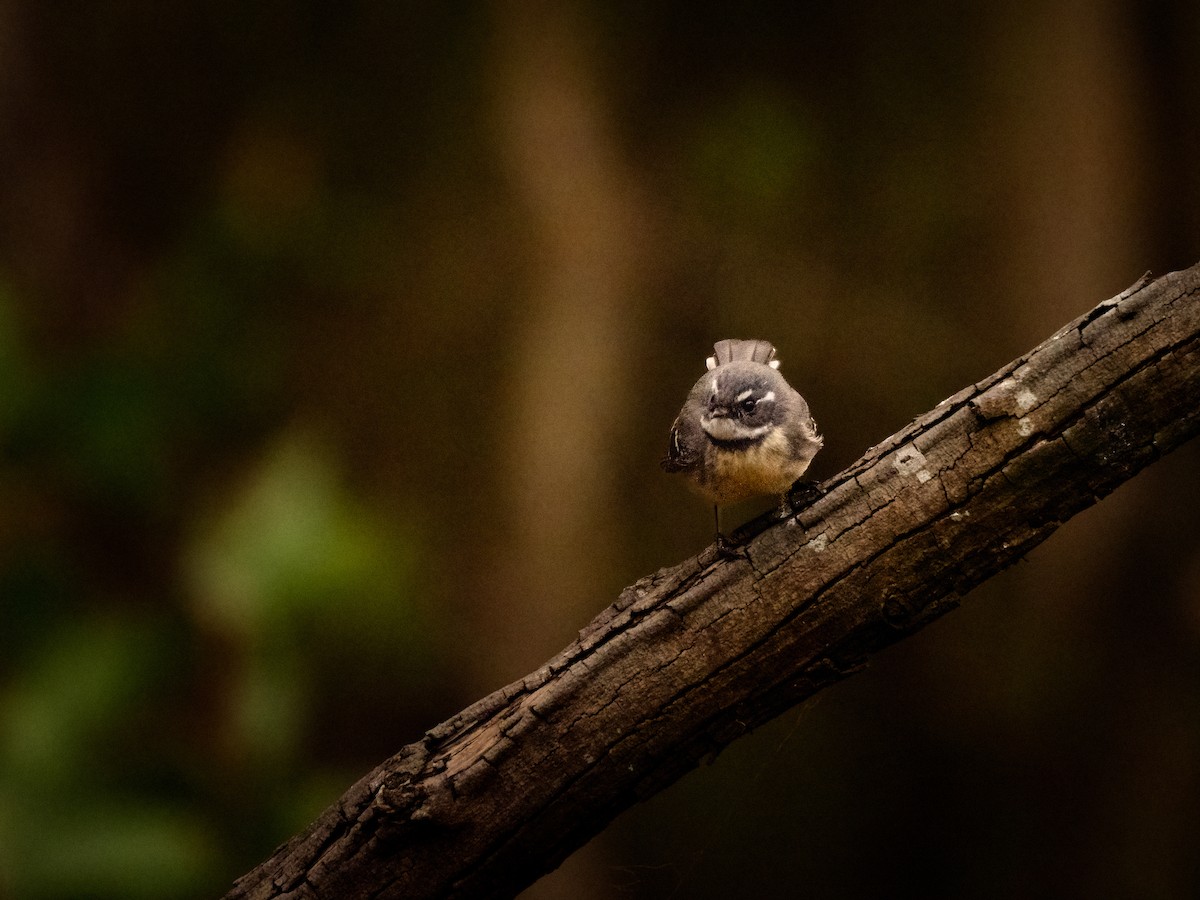 Gray Fantail - ML637728143