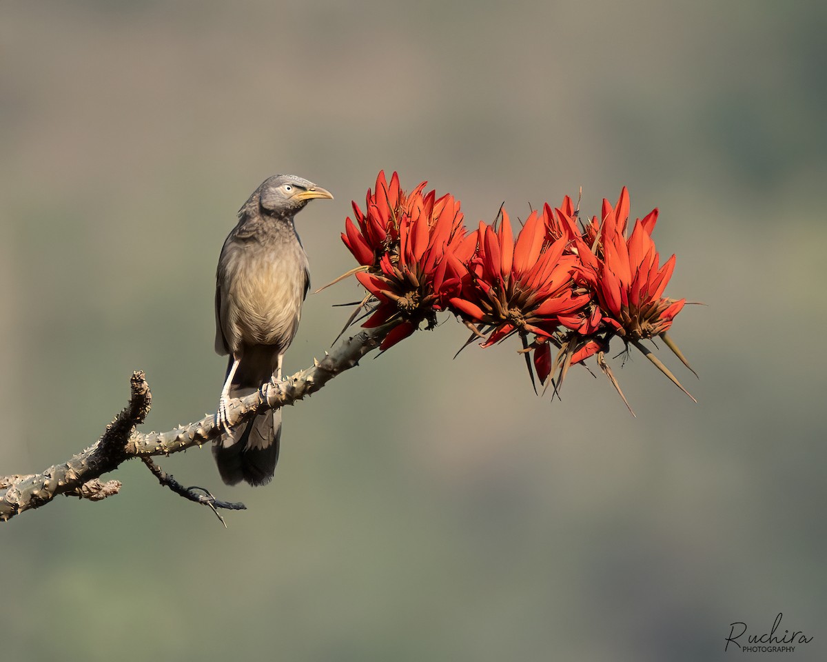 Jungle Babbler - ML637728144