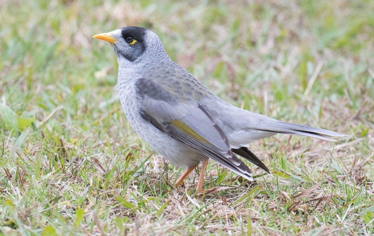 Noisy Miner - ML637728145