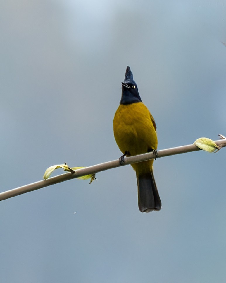 Black-crested Bulbul - ML637728146