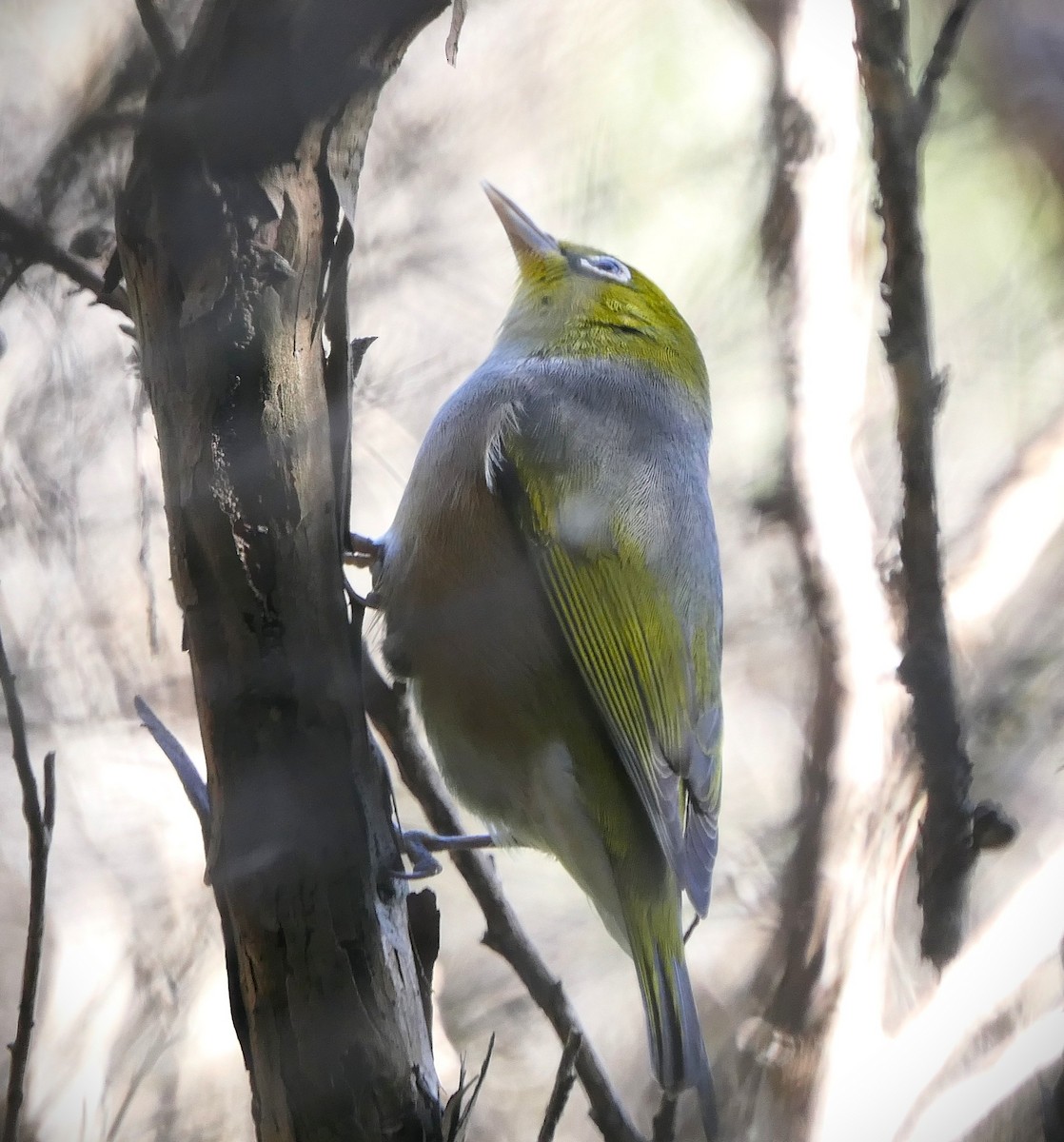 Silvereye - ML637728148