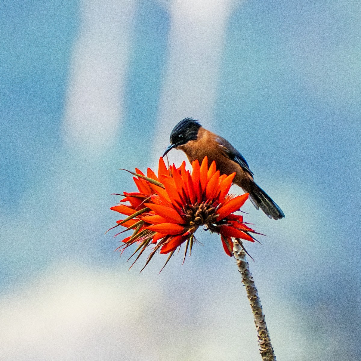 Rufous Sibia - ML637728149