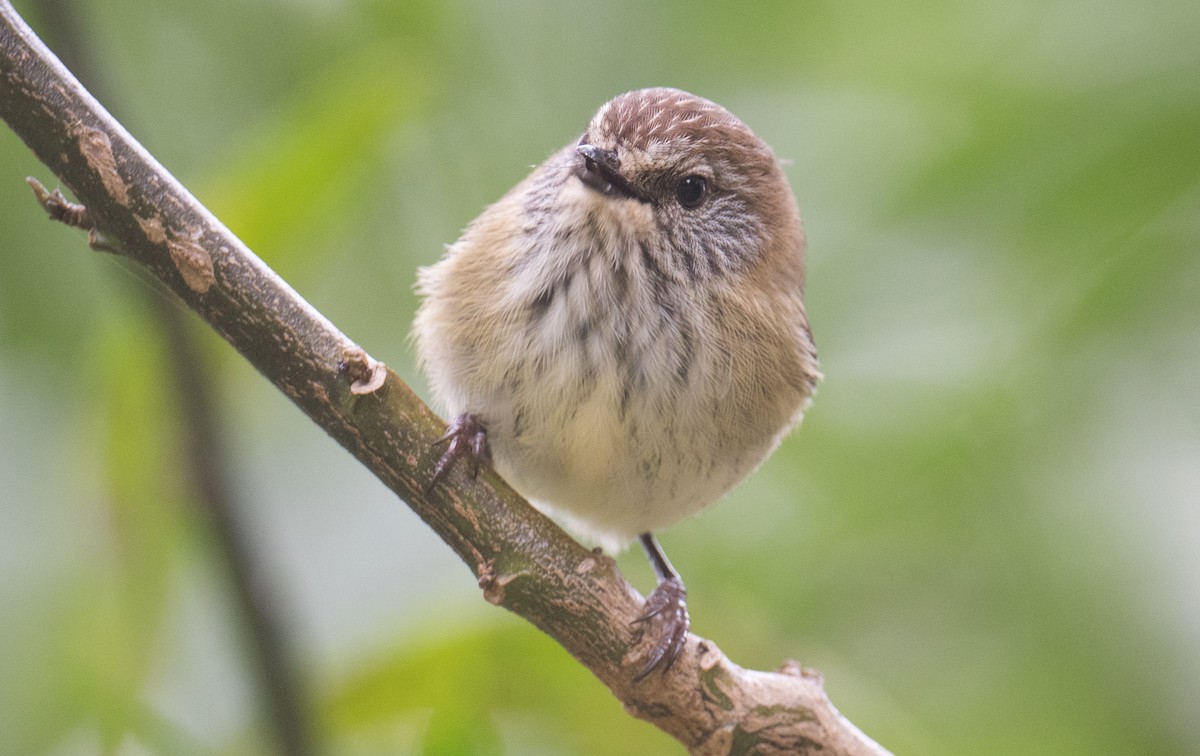 Striated Thornbill - ML637728152