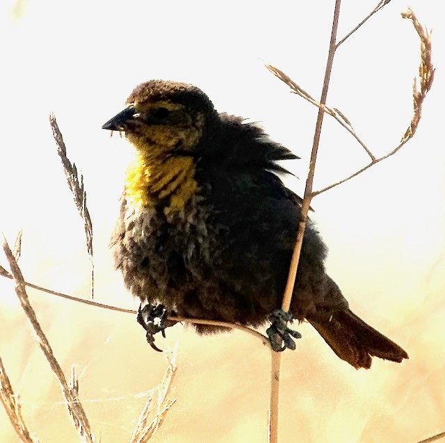 Yellow-headed Blackbird - ML637728156