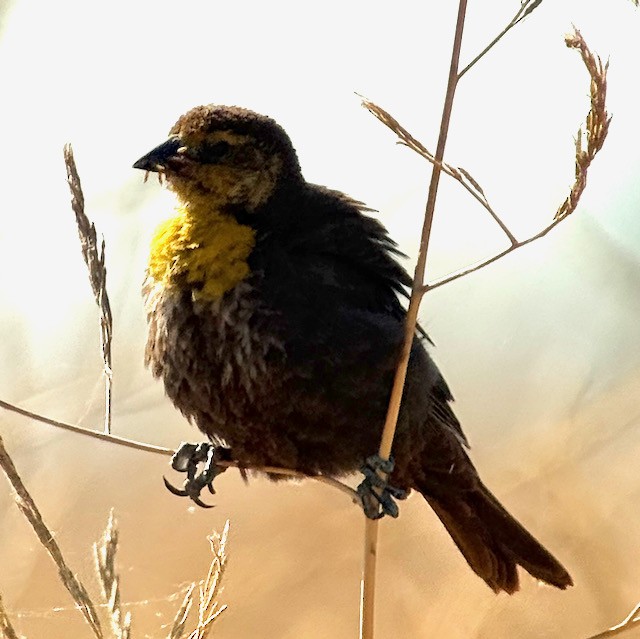 Yellow-headed Blackbird - ML637728157
