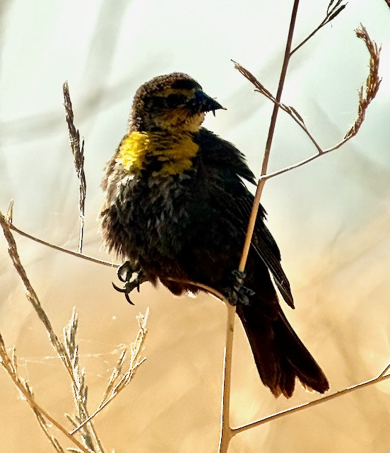 Yellow-headed Blackbird - ML637728158