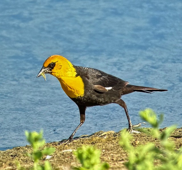 Yellow-headed Blackbird - ML637728159