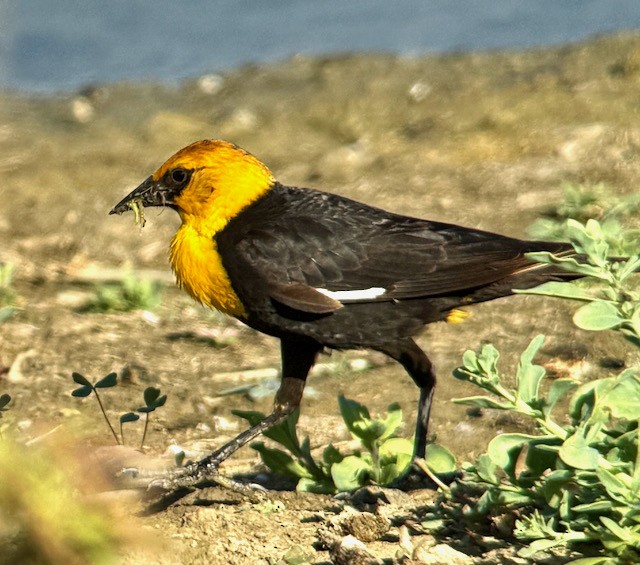 Yellow-headed Blackbird - ML637728160