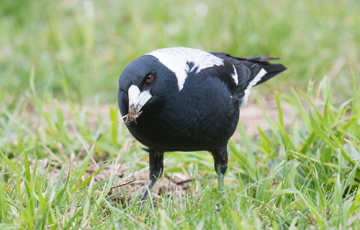 Australian Magpie - ML637728163