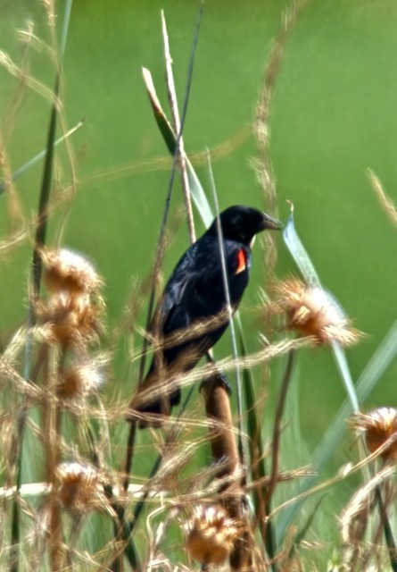 Red-winged Blackbird - ML637728164