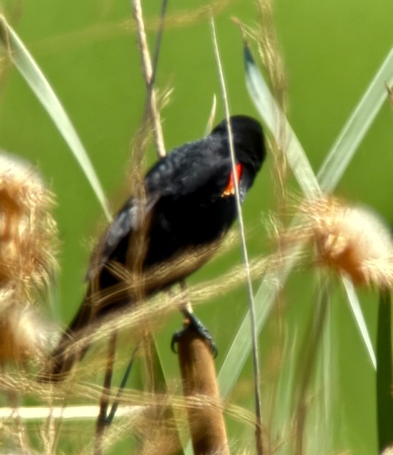 Red-winged Blackbird - ML637728165