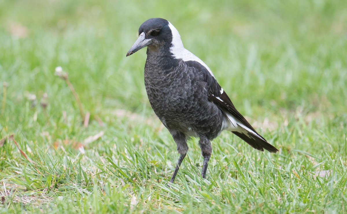 Australian Magpie - ML637728168