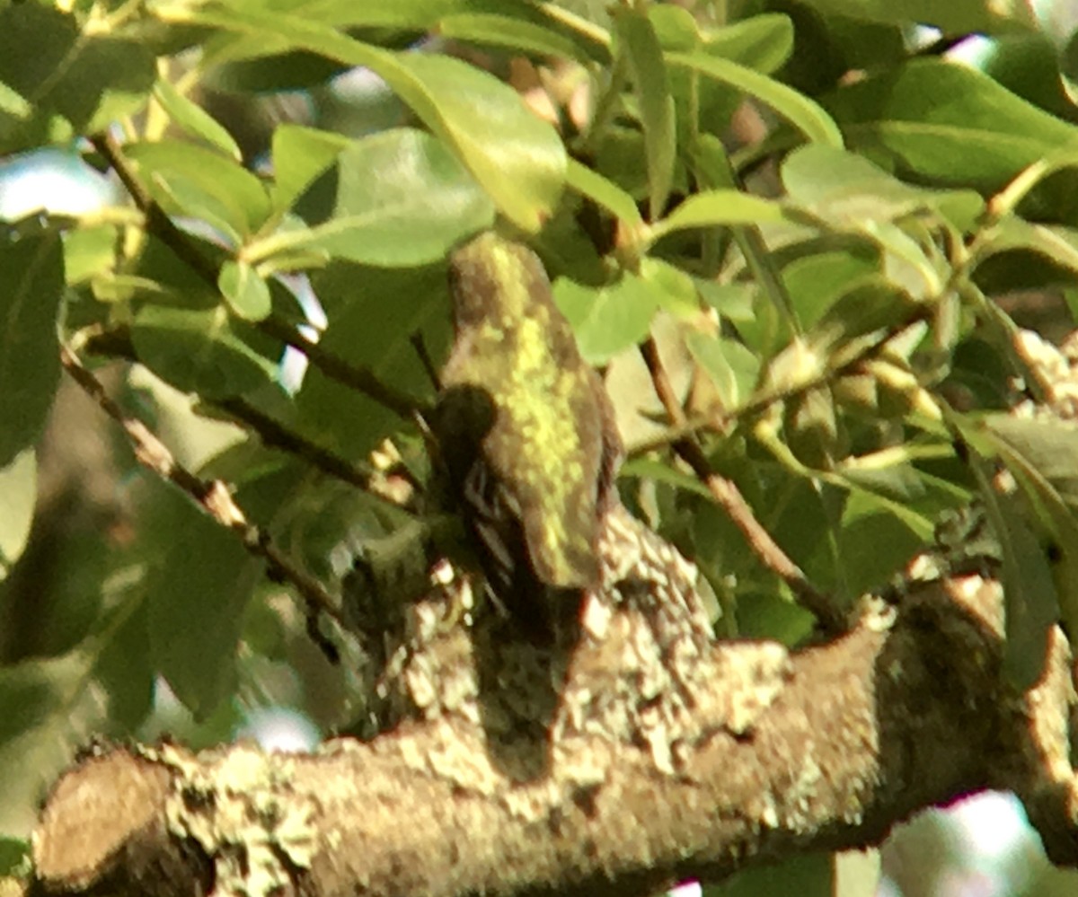 Anna's Hummingbird - ML637728177