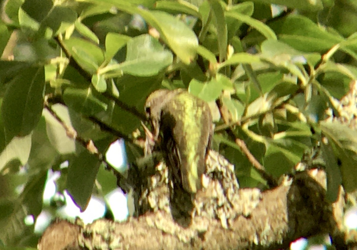 Anna's Hummingbird - ML637728178
