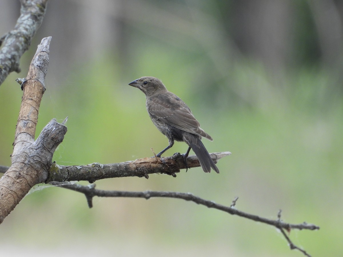 Brown-headed Cowbird - ML637728179