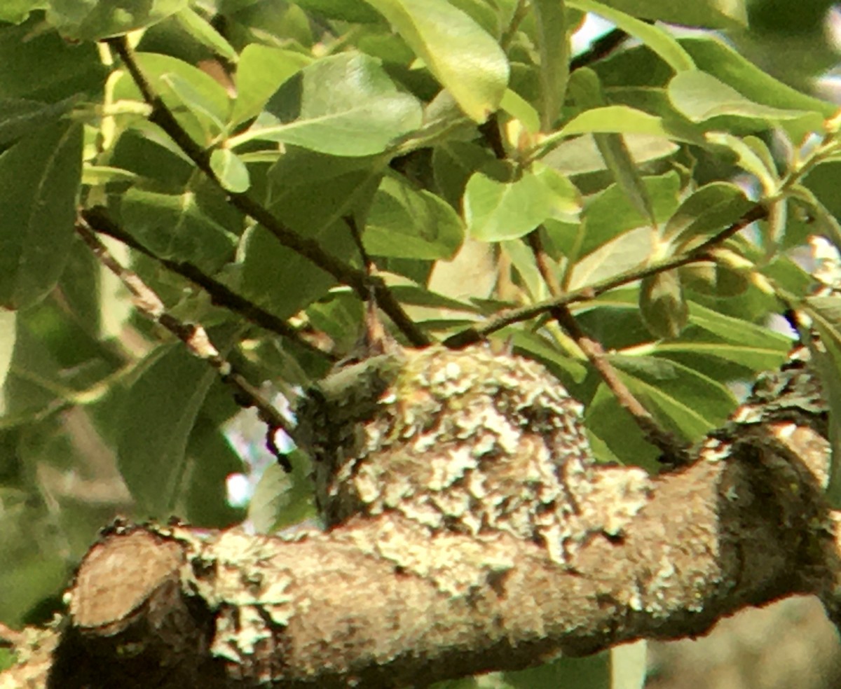 Anna's Hummingbird - ML637728182