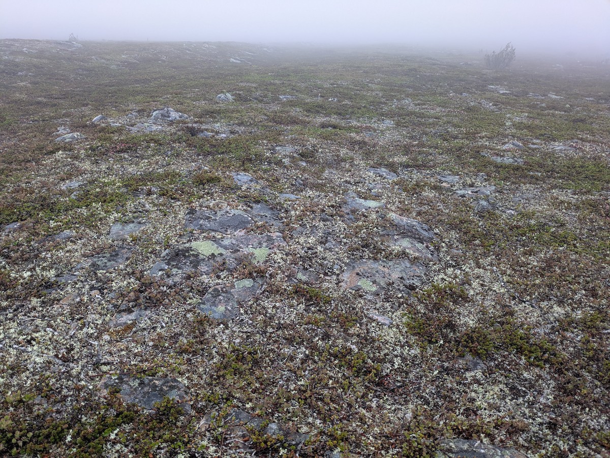 null - ML637728185