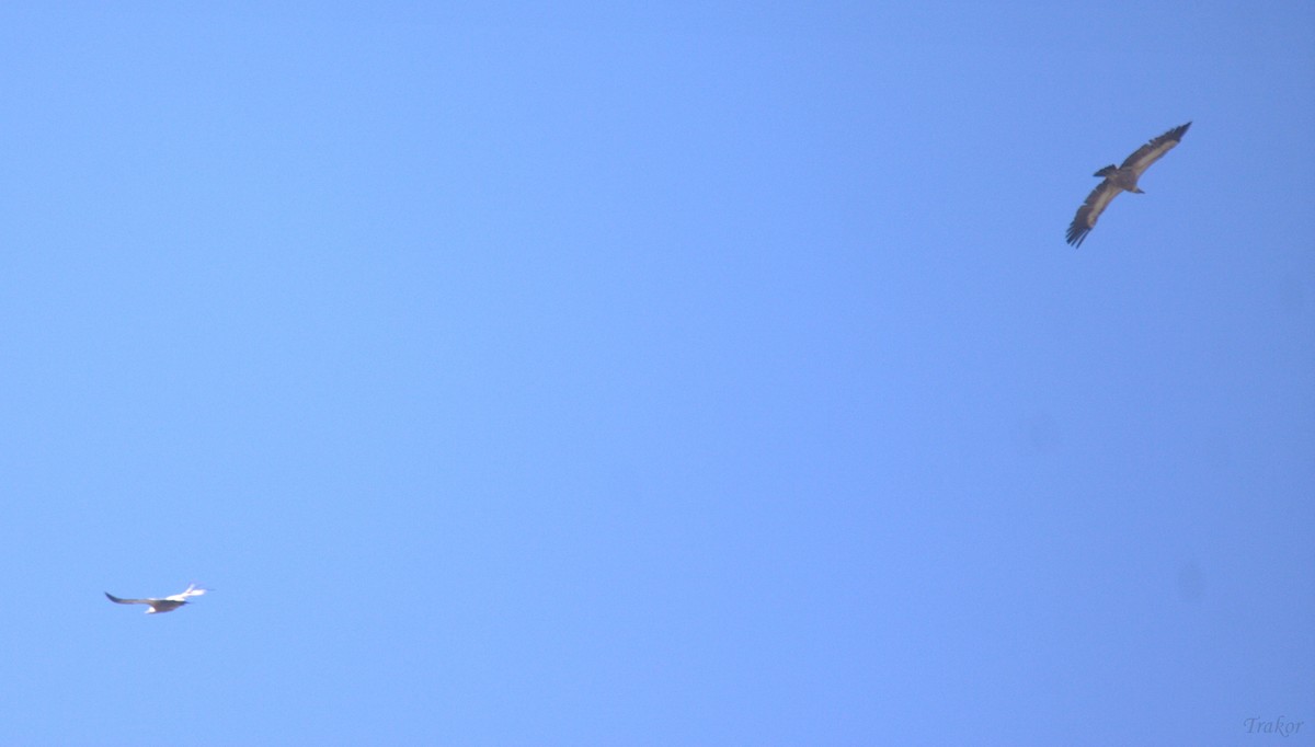 Eurasian Griffon - ML637728187