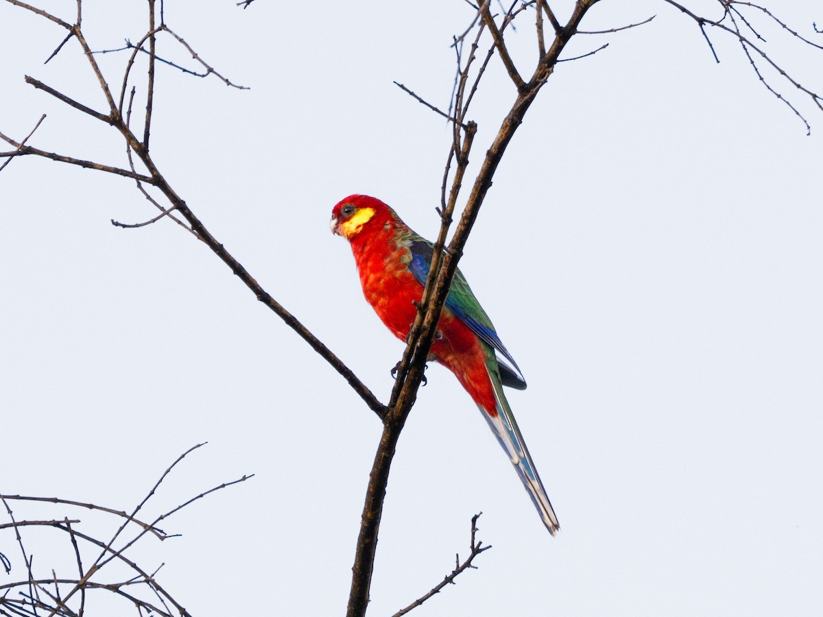 Western Rosella - ML637728188