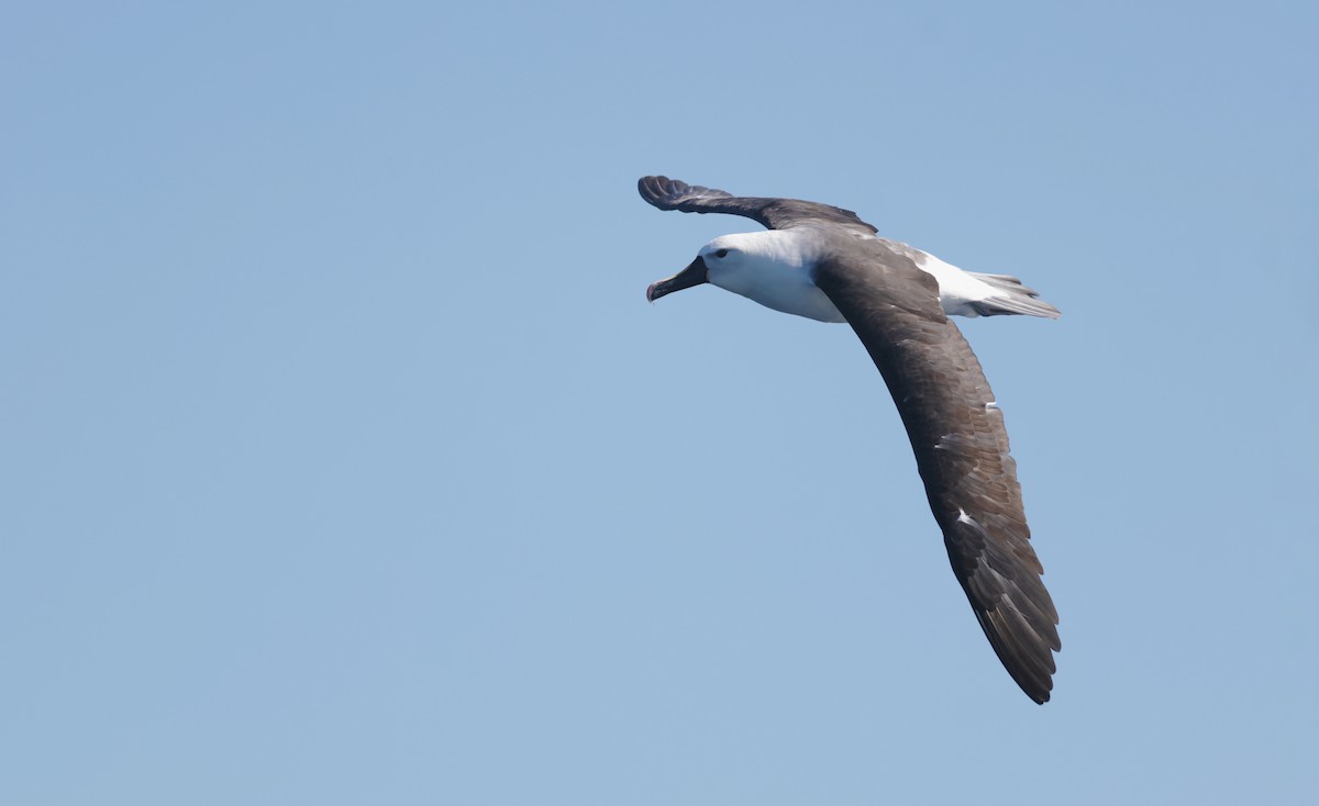 Indian Yellow-nosed Albatross - ML637728195