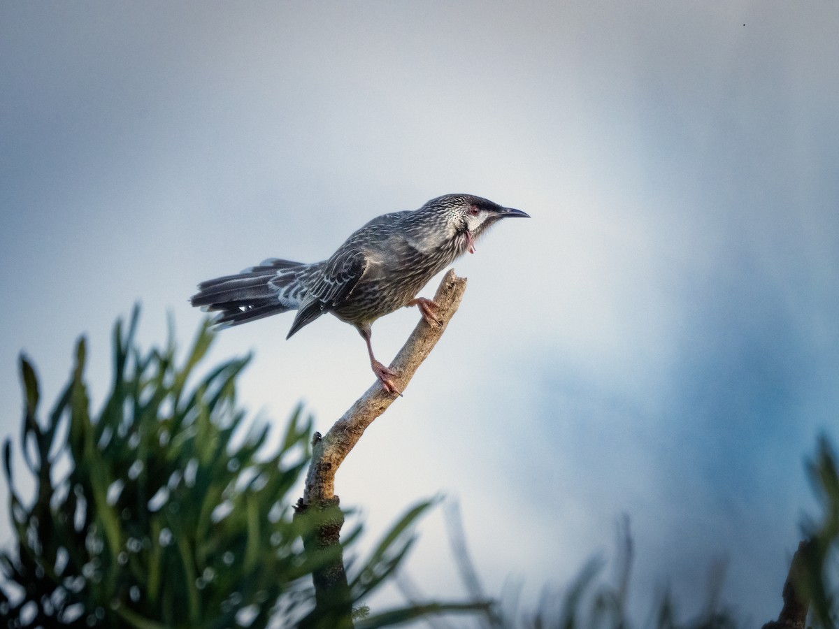 Red Wattlebird - ML637728196