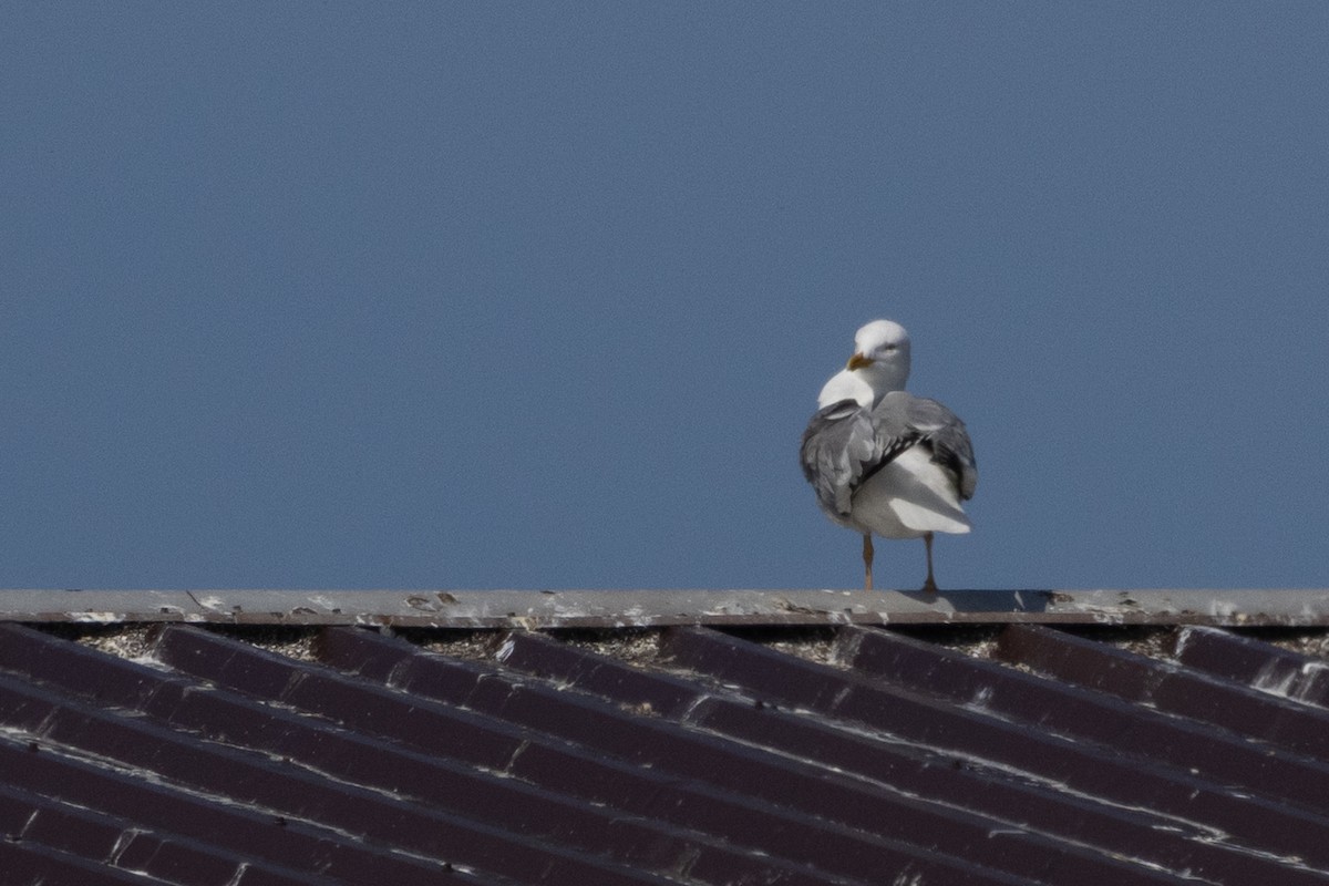 Lesser Black-backed Gull - ML637728199