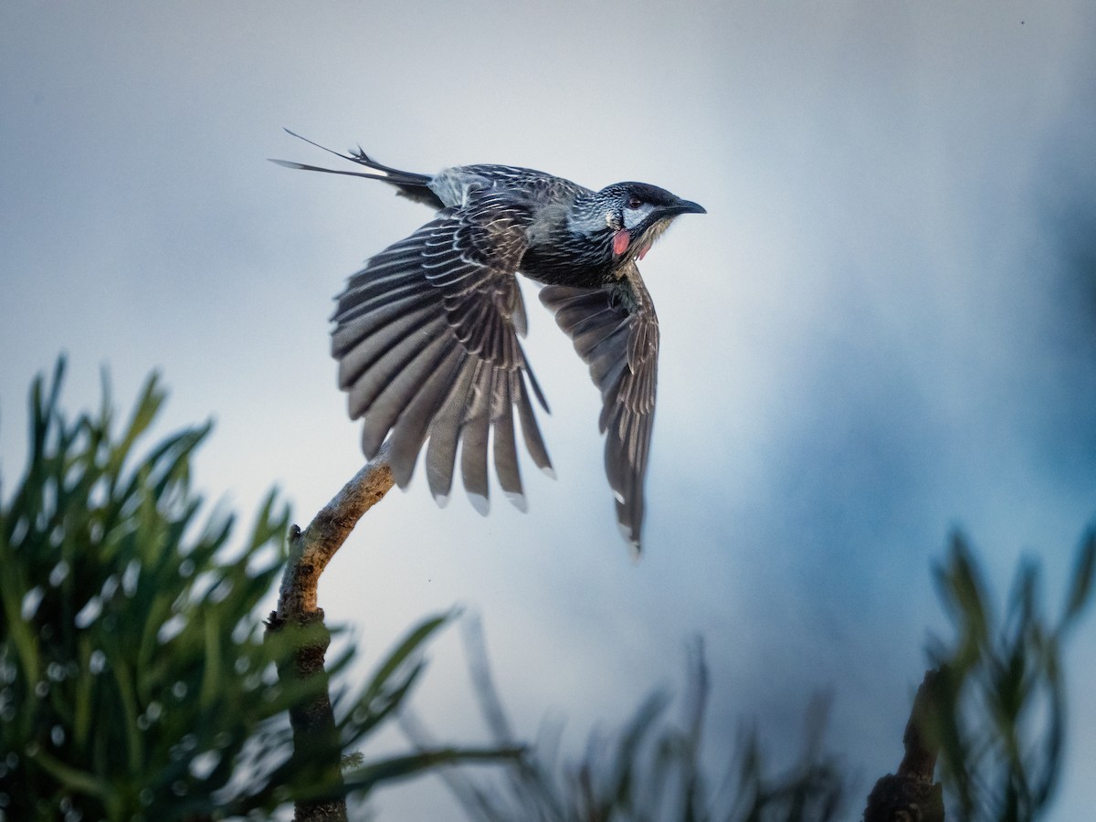 Red Wattlebird - ML637728201
