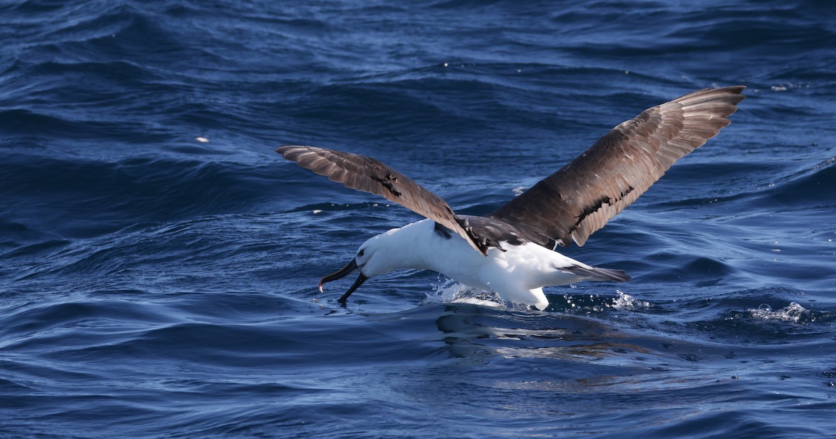Indian Yellow-nosed Albatross - ML637728203