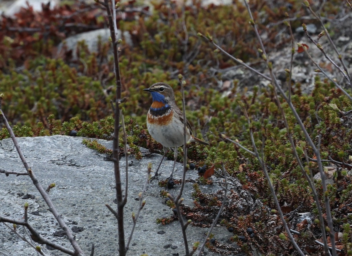 Bluethroat (Red-spotted) - ML637728204