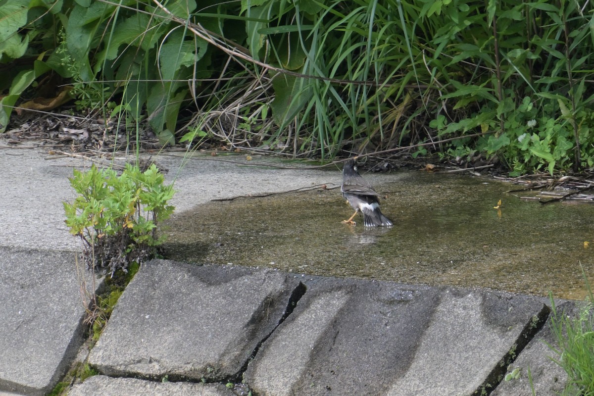 White-cheeked Starling - ML637728205