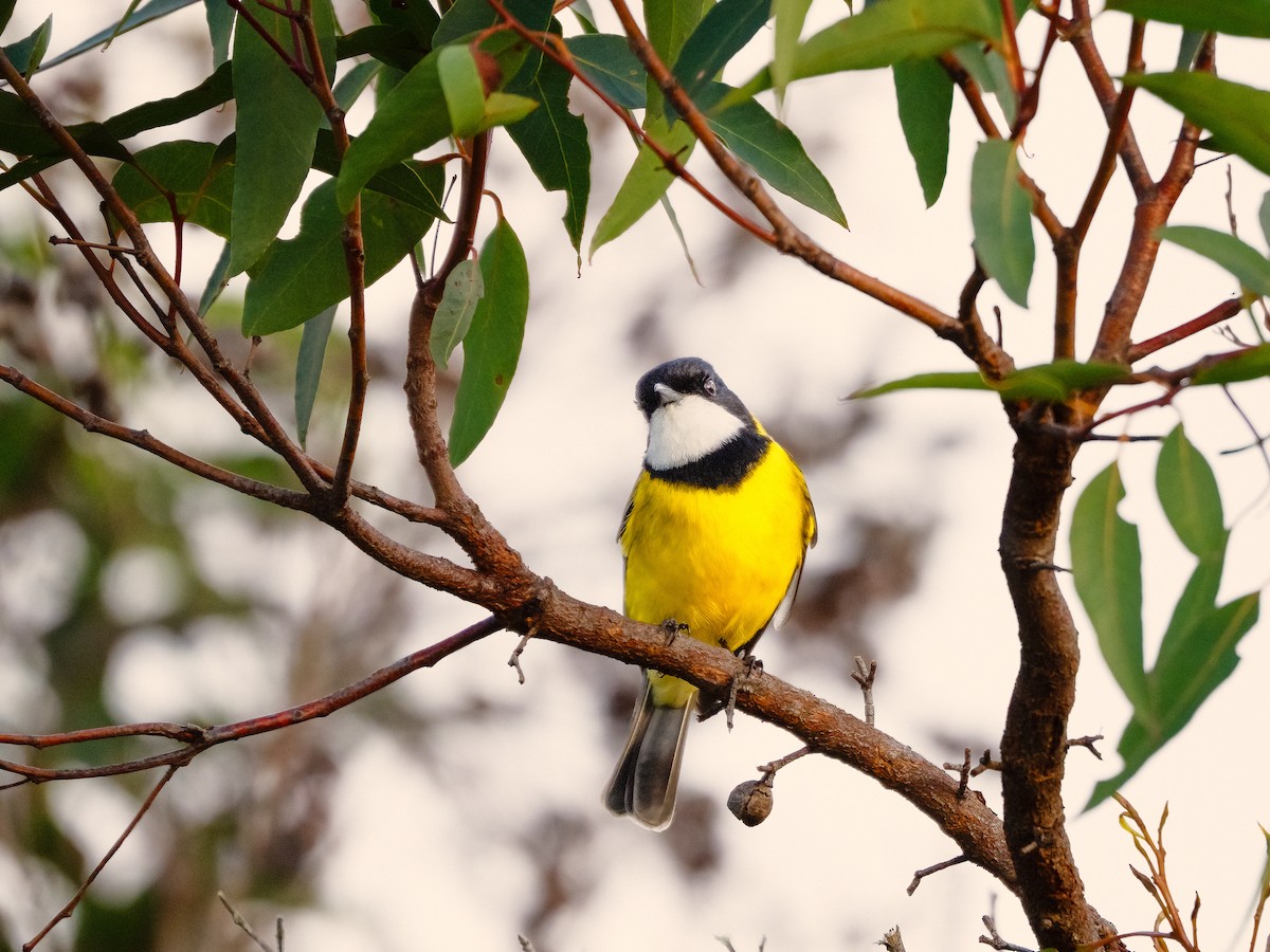 Golden Whistler - ML637728206