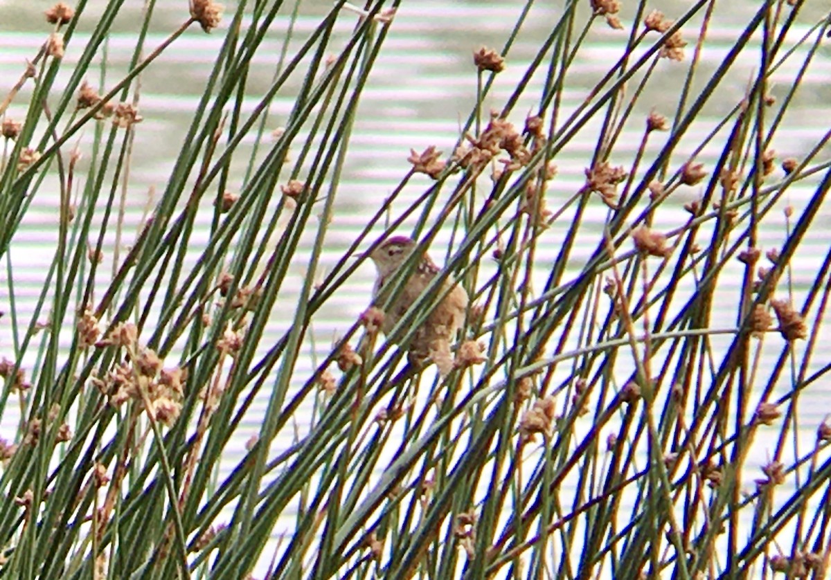 Marsh Wren - ML637728209