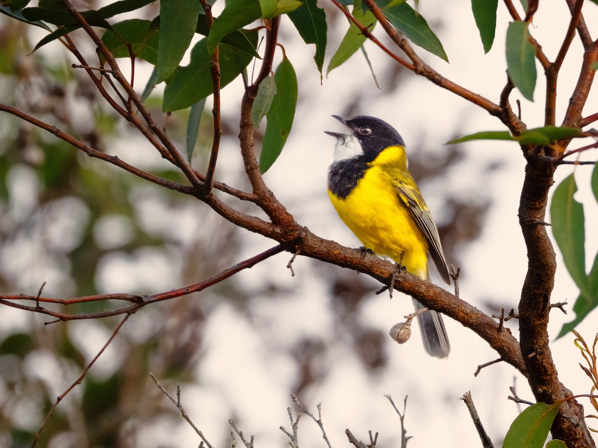 Golden Whistler - ML637728210