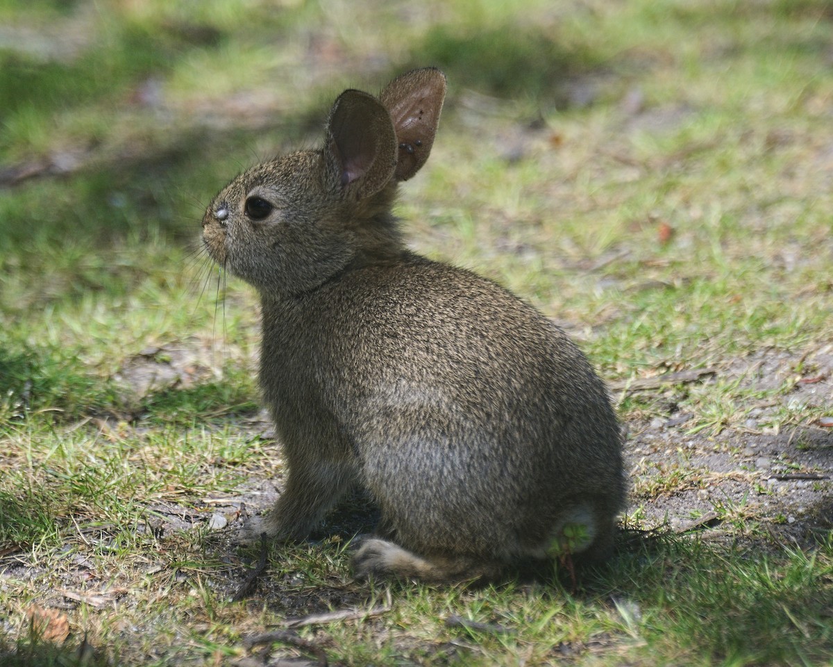 Brush Rabbit - ML637728212