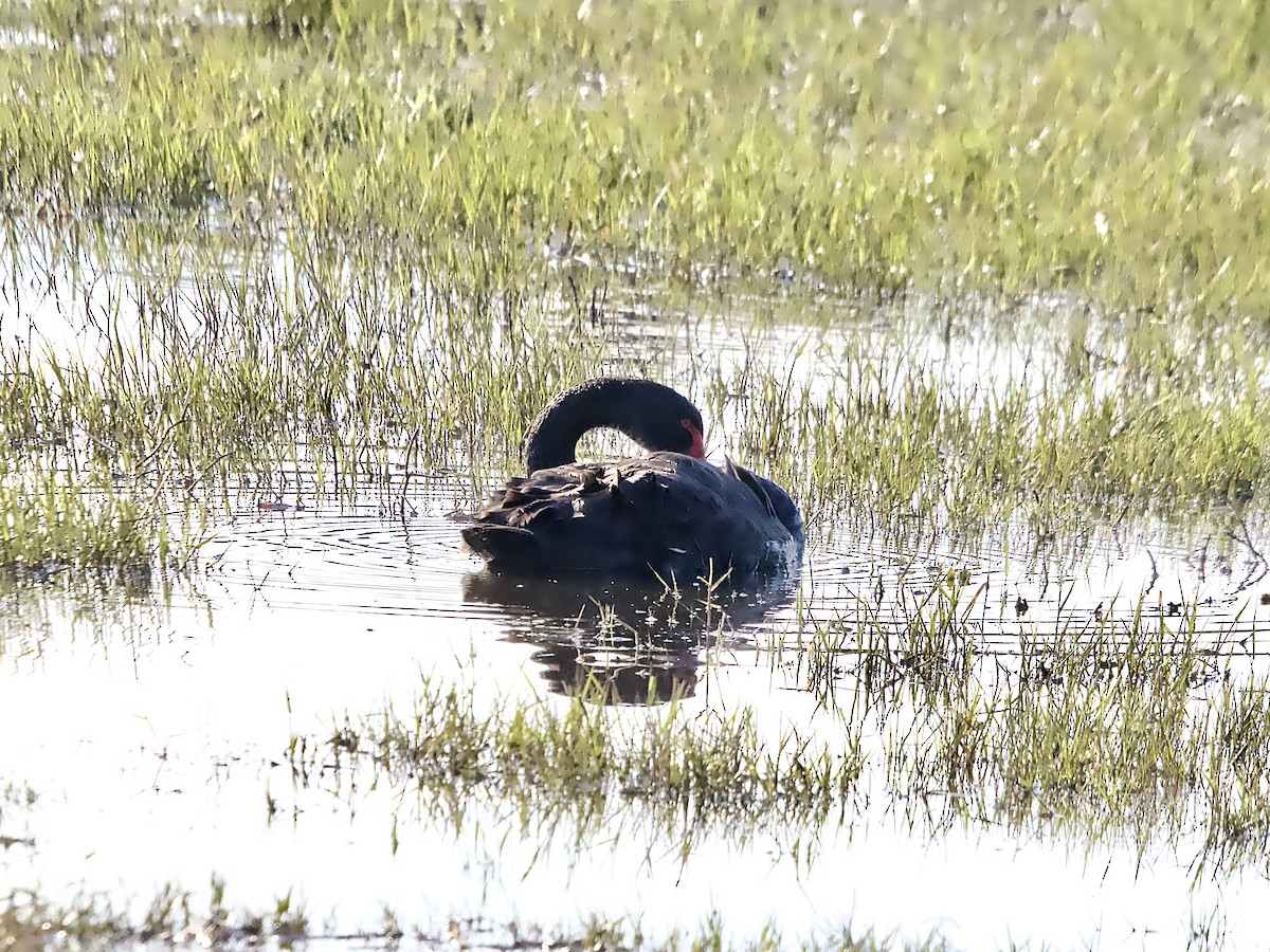 Black Swan - ML637728214
